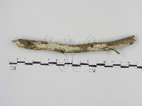 剛毛絲皮菌藏品圖，第1張