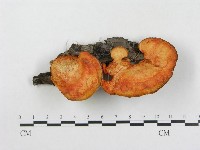 登錄號:F0001249藏品圖，第1張