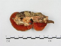 登錄號:F0001249藏品圖，第3張