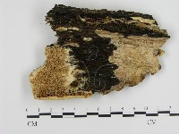 登錄號:F0001250藏品圖，第1張