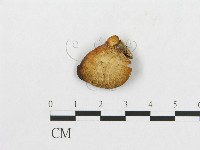 登錄號:F0001251藏品圖，第1張