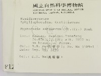 剛毛絲皮菌藏品圖，第2張