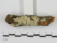剛毛絲皮菌藏品圖，第3張