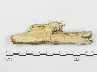 登錄號:F0001257藏品圖，第1張