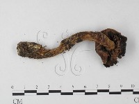 登錄號:F0001260藏品圖，第1張