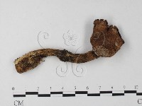 登錄號:F0001260藏品圖，第4張