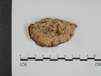 登錄號:F0001262藏品圖，第1張