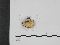 登錄號:F0001264藏品圖，第1張