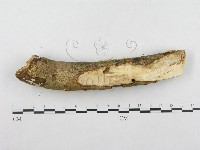 登錄號:F0001265藏品圖，第5張