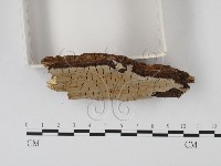登錄號:F0001266藏品圖，第3張