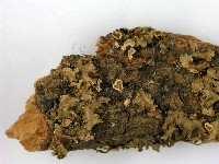 登錄號:F0001268藏品圖，第3張