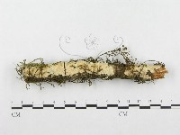 登錄號:F0001270藏品圖，第1張