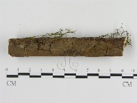 刺革菌屬藏品圖，第1張