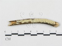 登錄號:F0001274藏品圖，第1張