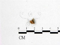 登錄號:F0001275藏品圖，第1張