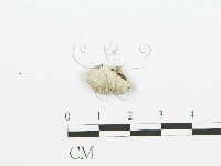 裂褶菌藏品圖，第1張