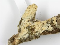 登錄號:F0001278藏品圖，第6張