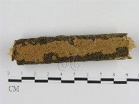 刺革菌屬藏品圖，第1張