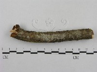 登錄號:F0001282藏品圖，第1張