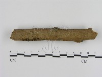 刺革菌屬藏品圖，第1張