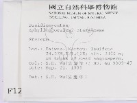 韌革菌屬藏品圖，第2張