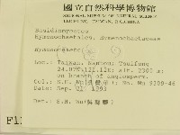 刺革菌屬藏品圖，第2張