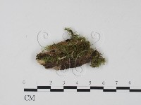 登錄號:F0001291藏品圖，第1張