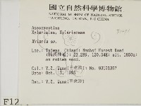 炭角菌屬藏品圖，第2張