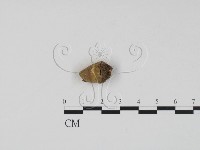 登錄號:F0001295藏品圖，第1張