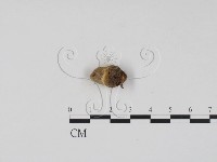 登錄號:F0001295藏品圖，第3張