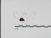 登錄號:F0001296藏品圖，第1張