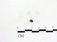 登錄號:F0001297藏品圖，第1張