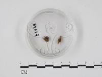 登錄號:F0001298藏品圖，第1張