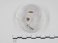 登錄號:F0001298藏品圖，第3張