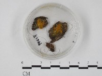 登錄號:F0001299藏品圖，第1張
