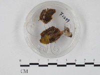 登錄號:F0001299藏品圖，第3張