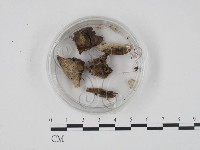 登錄號:F0001301藏品圖，第3張