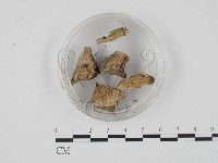 登錄號:F0001301藏品圖，第1張