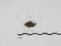 登錄號:F0001306藏品圖，第1張