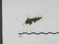 登錄號:F0001307藏品圖，第1張