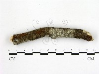 登錄號:F0001315藏品圖，第1張