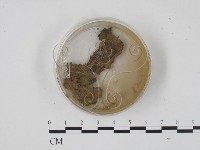 登錄號:F0001316藏品圖，第1張