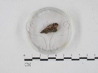登錄號:F0001319藏品圖，第1張