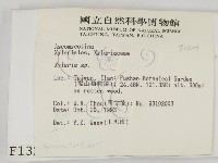 炭角菌屬藏品圖，第2張