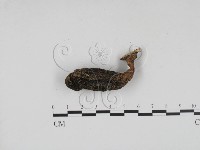 炭角菌屬藏品圖，第1張