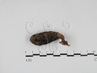 炭角菌屬藏品圖，第3張