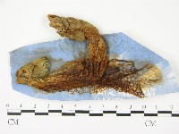 登錄號:F0001324藏品圖，第1張
