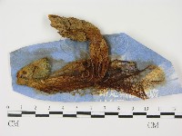 登錄號:F0001324藏品圖，第3張