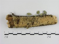登錄號:F0001325藏品圖，第1張