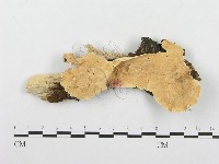 登錄號:F0001328藏品圖，第1張